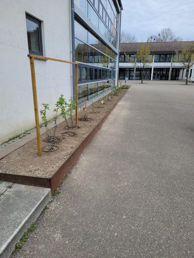Bald wachsen hier verschiedene Beeren
